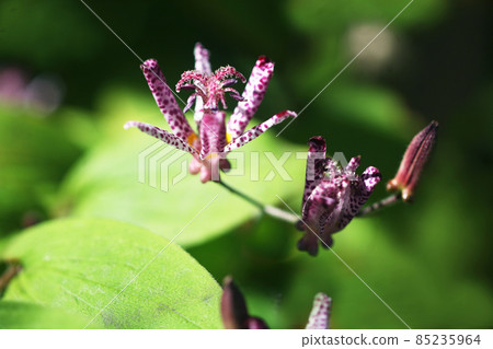 Yamano grass 85235964