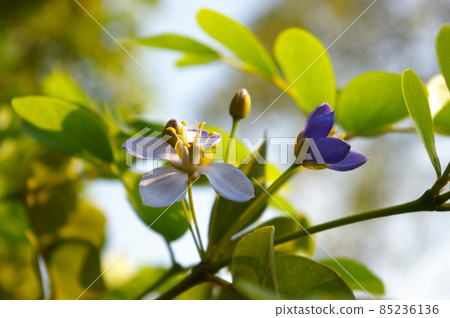 Small purple flowers of genus Guaiacum tree of Lignum vitae wood 85236136