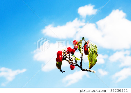Red Ripe Cornus Fruit Red Ripe Cornus Fruit 85236331