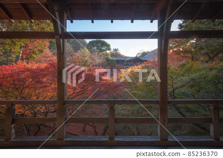 Tofukuji Temple, Kyoto Prefecture Autumn leaves 85236370
