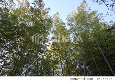 The scenery of the blue sky and the bamboo grove looking up The scenery of the blue sky and the bamboo grove looking up 85236547