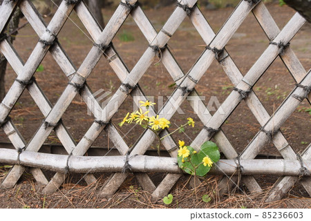 曲線之美 Koetsugaki 85236603