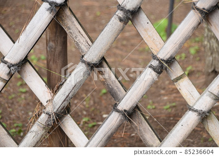 The beauty of curves, Koetsugaki 85236604