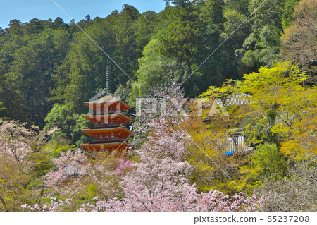 櫻花中的長谷寺五層寶塔 櫻花中的長谷寺五層寶塔 85237208