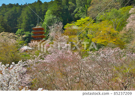 以雪松林為背景，櫻花盛開的長谷寺五層寶塔。 85237209