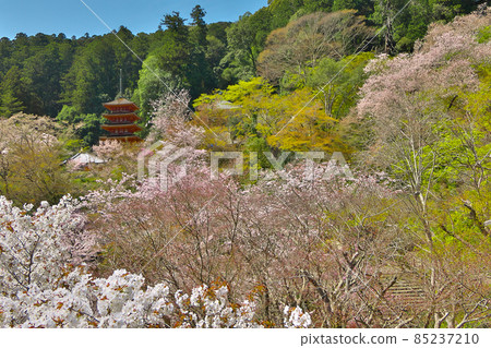櫻花中的長谷寺五層寶塔 85237210