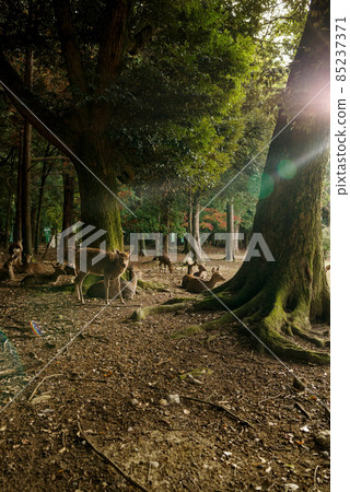 Nara Park, landscape with deer Nara Park, landscape with deer 85237371