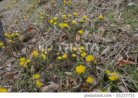 Adonis ramosa Adonis ramosa 85237733