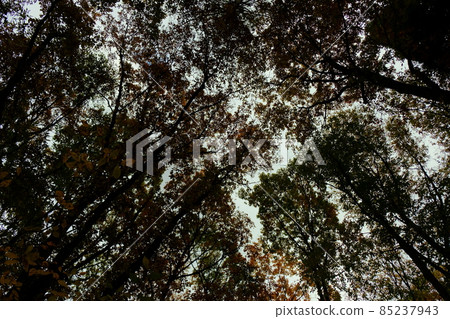 Canopy Canopy 85237943