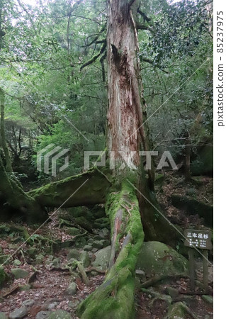 Yakushima Three Hontosugi 85237975