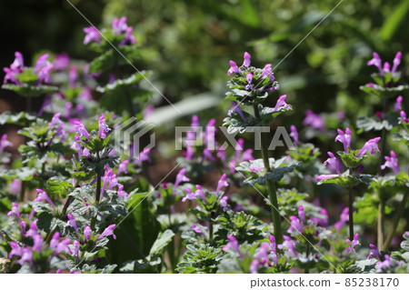 Buddha's Seed 85238170