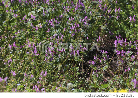 Buddha's Seed 85238183