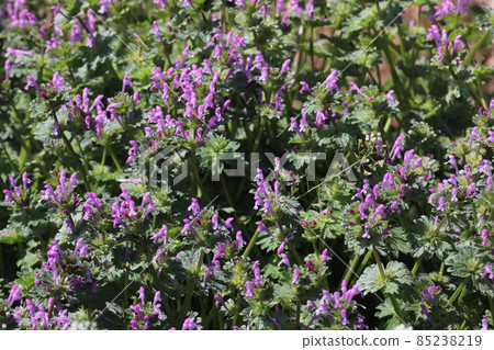 Buddha's Seed 85238219