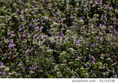 Photoke Photoke 85238296