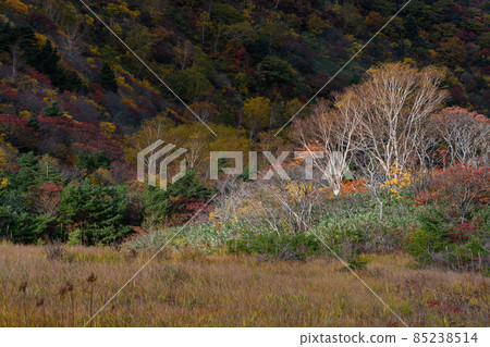 Autumn leaves near Kurogane-goya on Mt. Adatara 85238514
