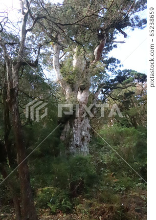 Yakushima Jomon cedar 85238659