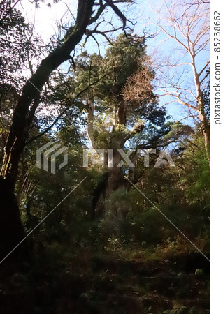 Yakushima Jomon cedar 85238662