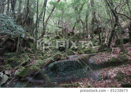 屋久島苔蘚森林 85238673