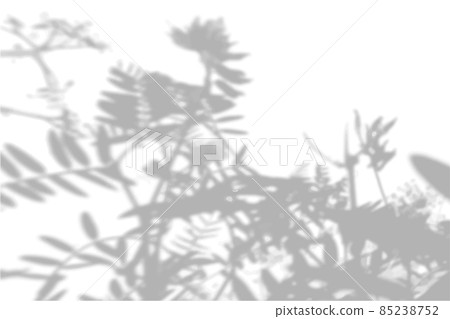 Summer background of the shade of daisies and field grass on a white wall. White and black for a photo or mockup. 85238752