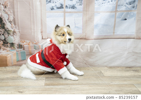 穿著聖誕老人服裝的狗 穿著聖誕老人服裝的狗 85239157