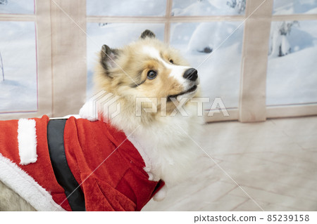 穿著聖誕老人服裝的狗 85239158