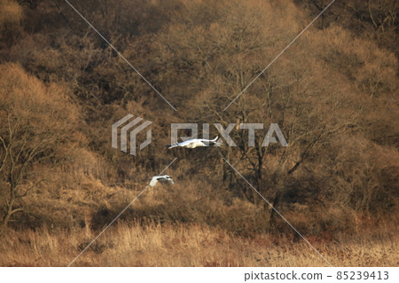 Cheorwon Crane Village. Red-crowned Crane. Cheorwon County Cheorwon Crane Village. Red-crowned Crane. Cheorwon County 85239413