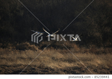 Cheorwon Crane Village. Red-crowned Crane. Cheorwon County Cheorwon Crane Village. Red-crowned Crane. Cheorwon County 85239441
