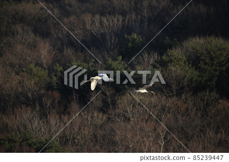 Cheorwon Crane Village. Red-crowned Crane. Cheorwon County Cheorwon Crane Village. Red-crowned Crane. Cheorwon County 85239447