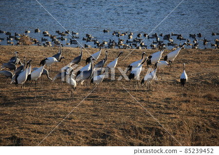 Cheorwon Crane Village. Red-crowned Crane. Cheorwon County 85239452