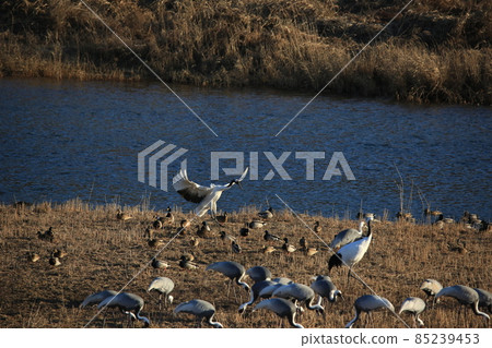 Cheorwon Crane Village. Red-crowned Crane. Cheorwon County Cheorwon Crane Village. Red-crowned Crane. Cheorwon County 85239453