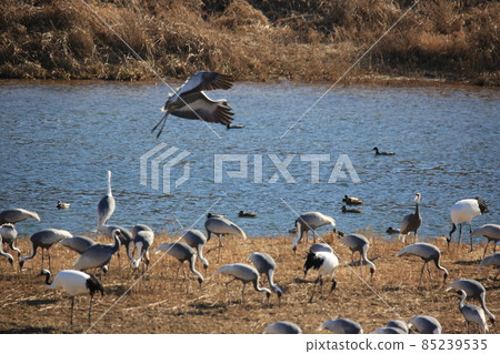 Gangwon-do Cheorwon Crane Village. Birdwatching Gangwon-do Cheorwon Crane Village. Birdwatching 85239535