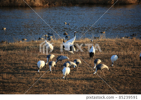 Gangwon-do Cheorwon Crane Village. Birdwatching Gangwon-do Cheorwon Crane Village. Birdwatching 85239591