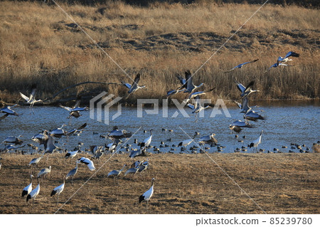 Cheorwon-gun. Cheorwon Crane Village. Red-crowned Crane. Birdwatching Cheorwon-gun. Cheorwon Crane Village. Red-crowned Crane. Birdwatching 85239780
