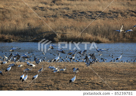 Cheorwon-gun. Cheorwon Crane Village. Red-crowned Crane. Birdwatching Cheorwon-gun. Cheorwon Crane Village. Red-crowned Crane. Birdwatching 85239781