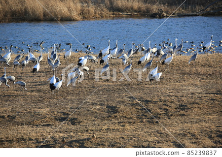 Cheorwon-gun. Cheorwon Crane Village. Red-crowned Crane. Birdwatching 85239837