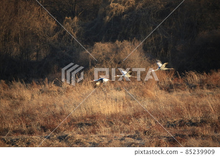 Gangwon-do, Cheorwon Crane Village, Cheorwon-gun, Birdwatching 85239909