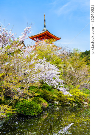 京都府清水寺-三層寶塔和盛開的櫻花- 京都府清水寺-三層寶塔和盛開的櫻花- 85240022