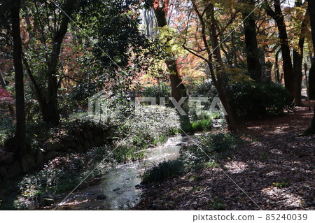 一片樹林的景觀，水面上閃閃發光的河流，秋天的楓樹，綠色的植被，陰影中的落葉。 85240039
