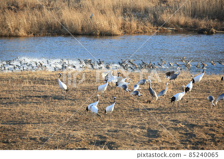 Cheorwon Crane Village. Red-crowned Crane. Birdwatching Cheorwon Crane Village. Red-crowned Crane. Birdwatching 85240065