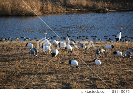 Cheorwon Crane Village. Red-crowned Crane. Birdwatching Cheorwon Crane Village. Red-crowned Crane. Birdwatching 85240075