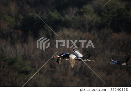 Cheorwon Crane Village. Red-crowned Crane. Birdwatching 85240118