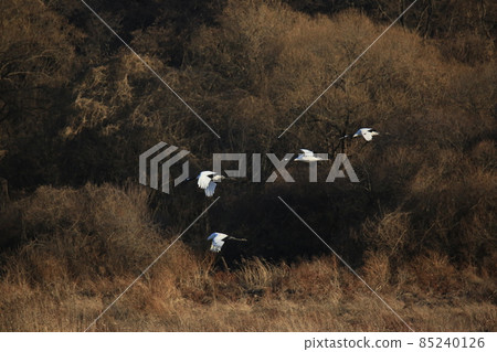 Cheorwon Crane Village. Red-crowned Crane. Birdwatching Cheorwon Crane Village. Red-crowned Crane. Birdwatching 85240126