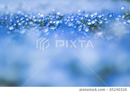 Nemophila Flower Field [Ibaraki Prefecture, Hitachinaka City, Hitachi Seaside Park] 85240326