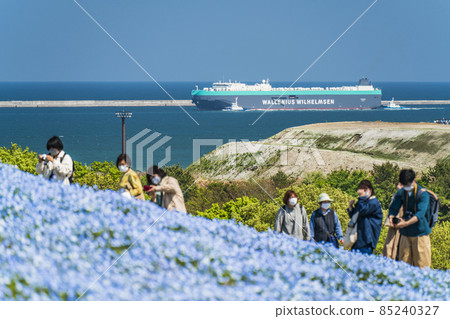 Large cargo ship moored at Ibaraki Port and Nemophila Hanabatake [Hitachinaka City, Ibaraki Prefecture] 85240327