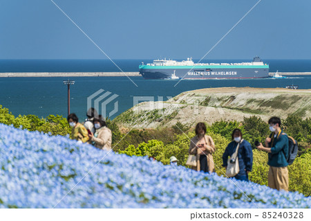 Large cargo ship moored at Ibaraki Port and Nemophila Hanabatake [Hitachinaka City, Ibaraki Prefecture] 85240328