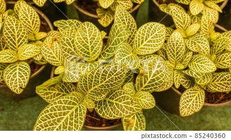 yellow tone - small plants in garden 85240360