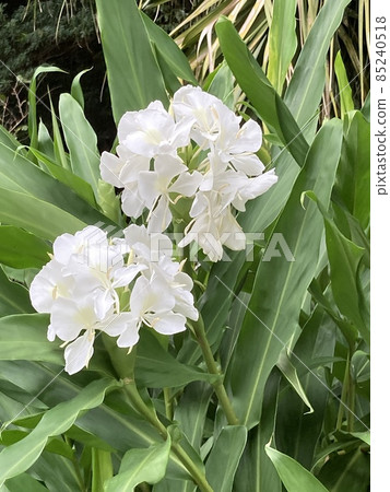 White flowers Beautiful flowers Hanashukusha Ginger Lily Pure white flowers 85240518