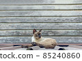 The brown Thai cat sit on the roof in front of the gray wood wall. 85240860
