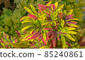 the colorful plant on the nature background in sunny day. 85240861
