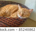 The orange cat sleeping in the dark brown basket 85240862